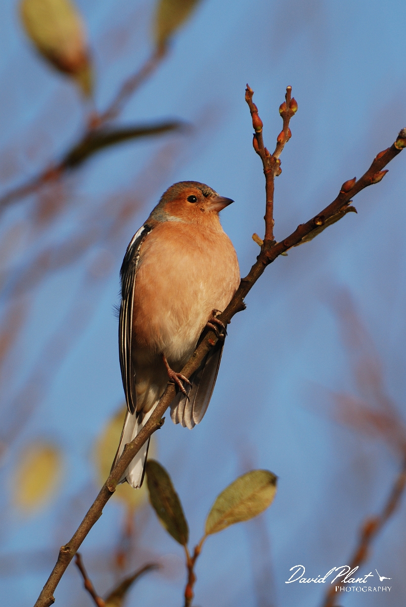 David Plant Photography - Wildlife Photographer - Chaffinch male - J.jpg - Chaffinch, male - East Sussex
